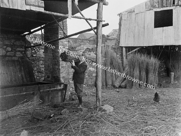 STEAMING SALLIES TO REMOVE BARK